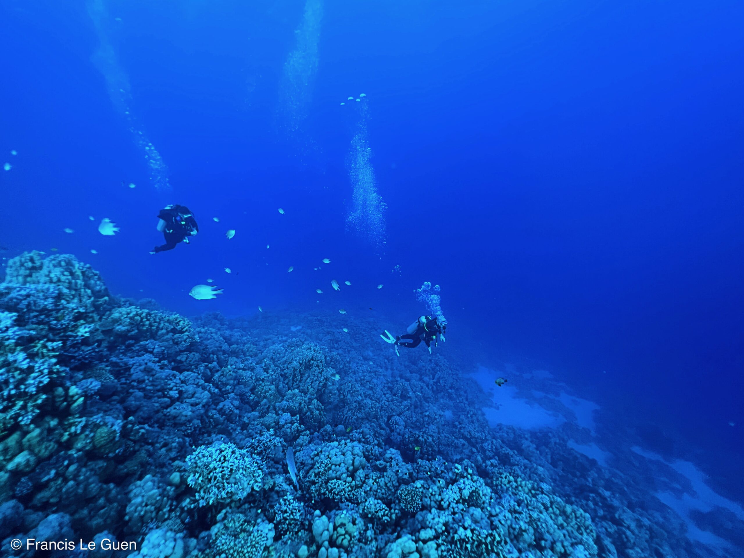 Wonderful Dive : Les plongées au Rohanou à El Qseir en Egypte - Egypte - image, détail, perspective