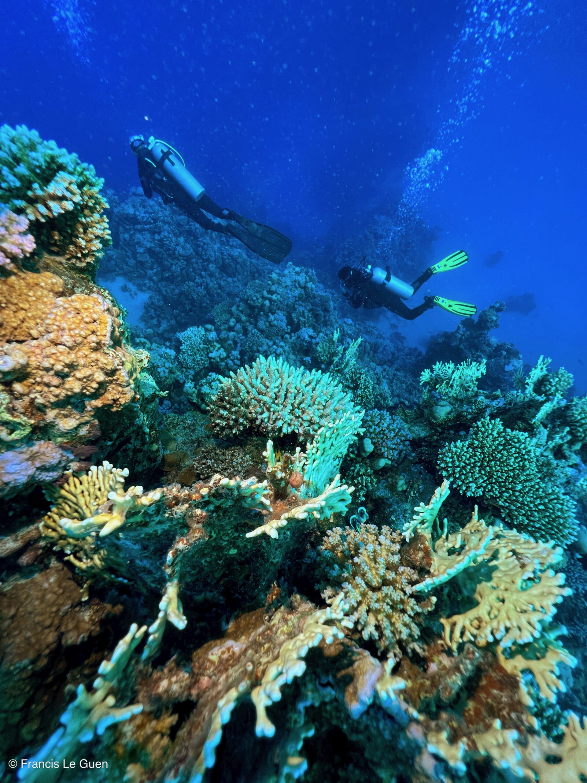 Wonderful Dive : Les plongées au Rohanou à El Qseir en Egypte - Egypte - image, détail, perspective