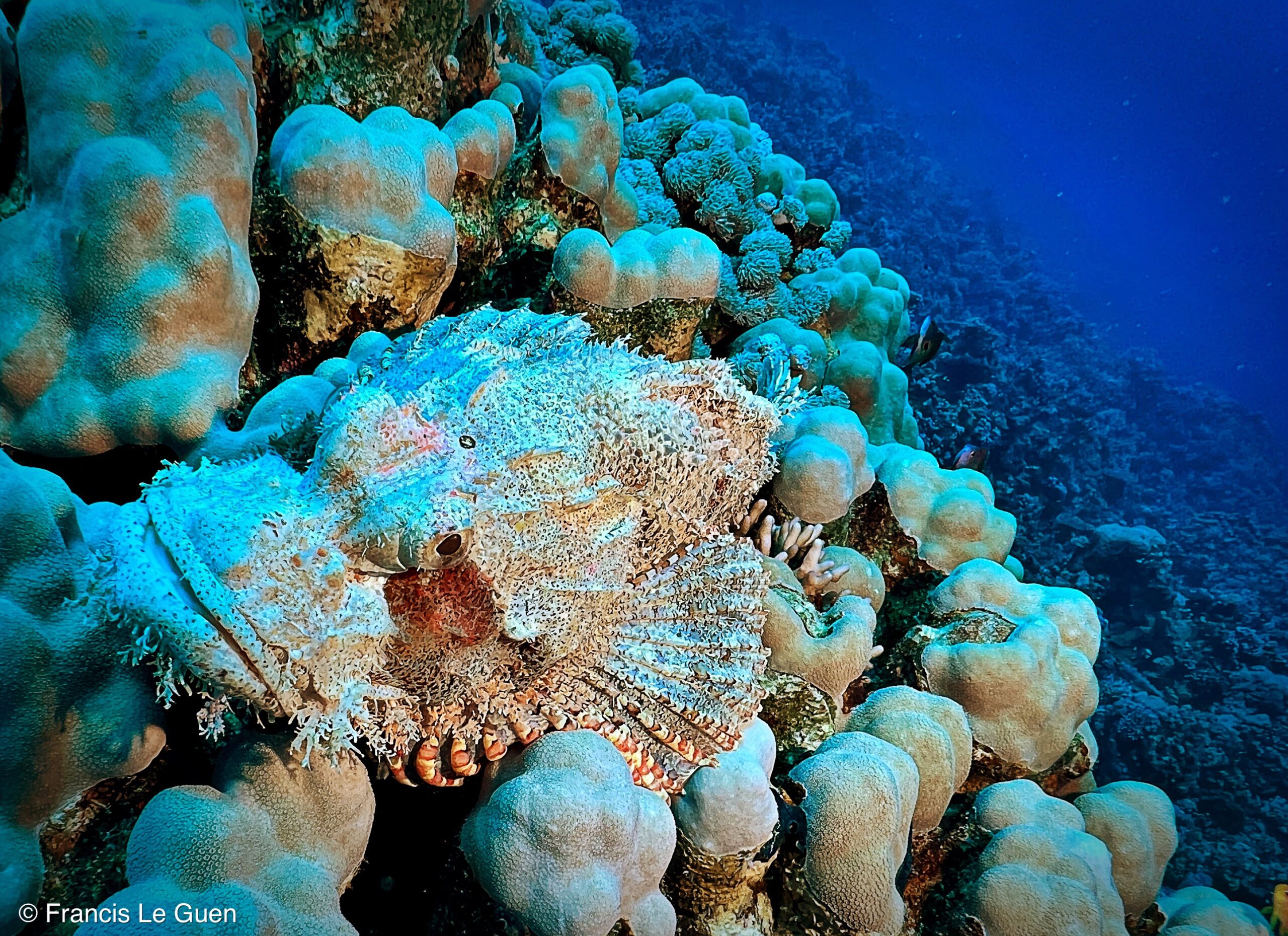 Wonderful Dive : Les plongées au Rohanou à El Qseir en Egypte - Egypte - image, détail, perspective