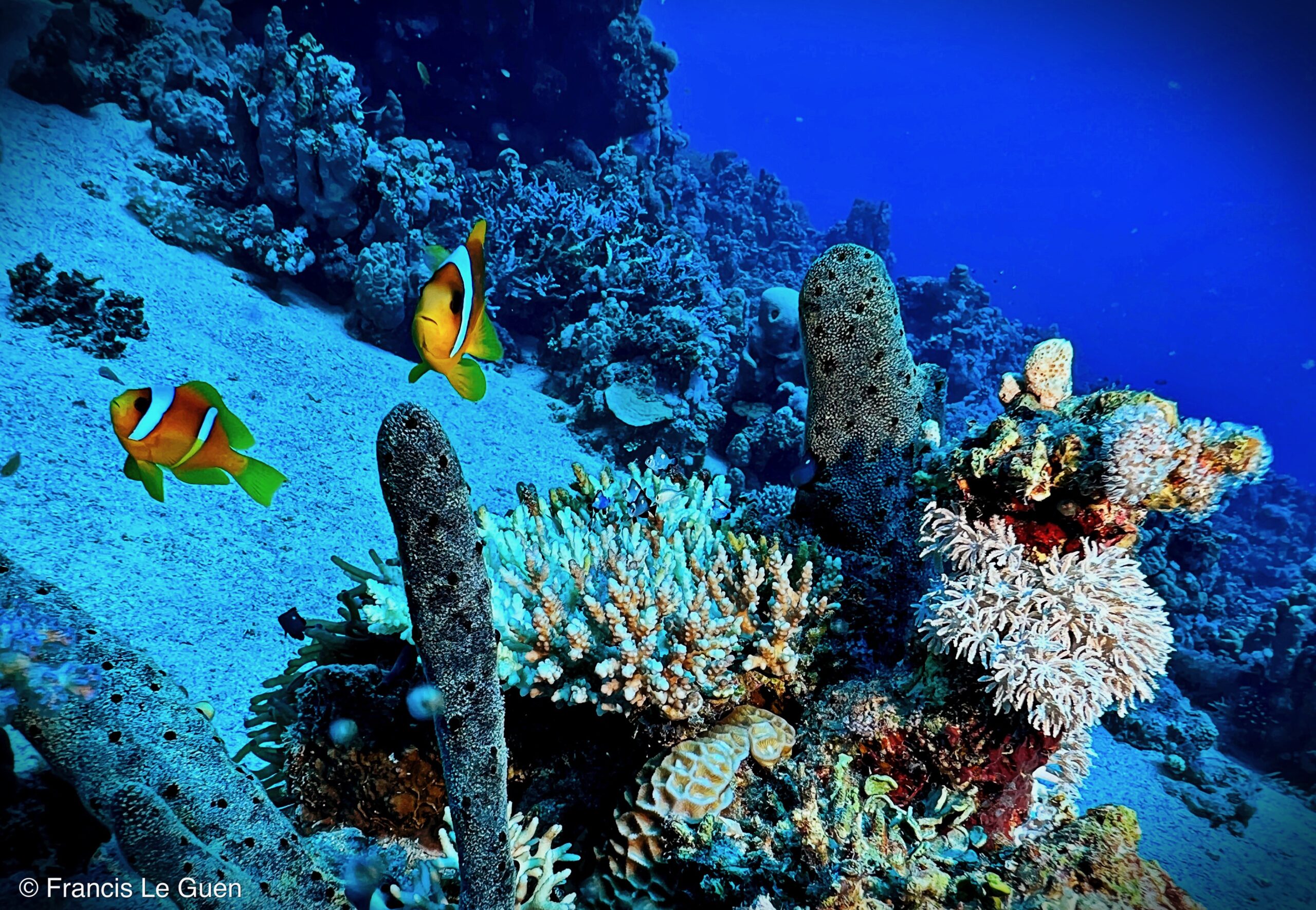Wonderful Dive : Les plongées au Rohanou à El Qseir en Egypte - Egypte - image, détail, perspective