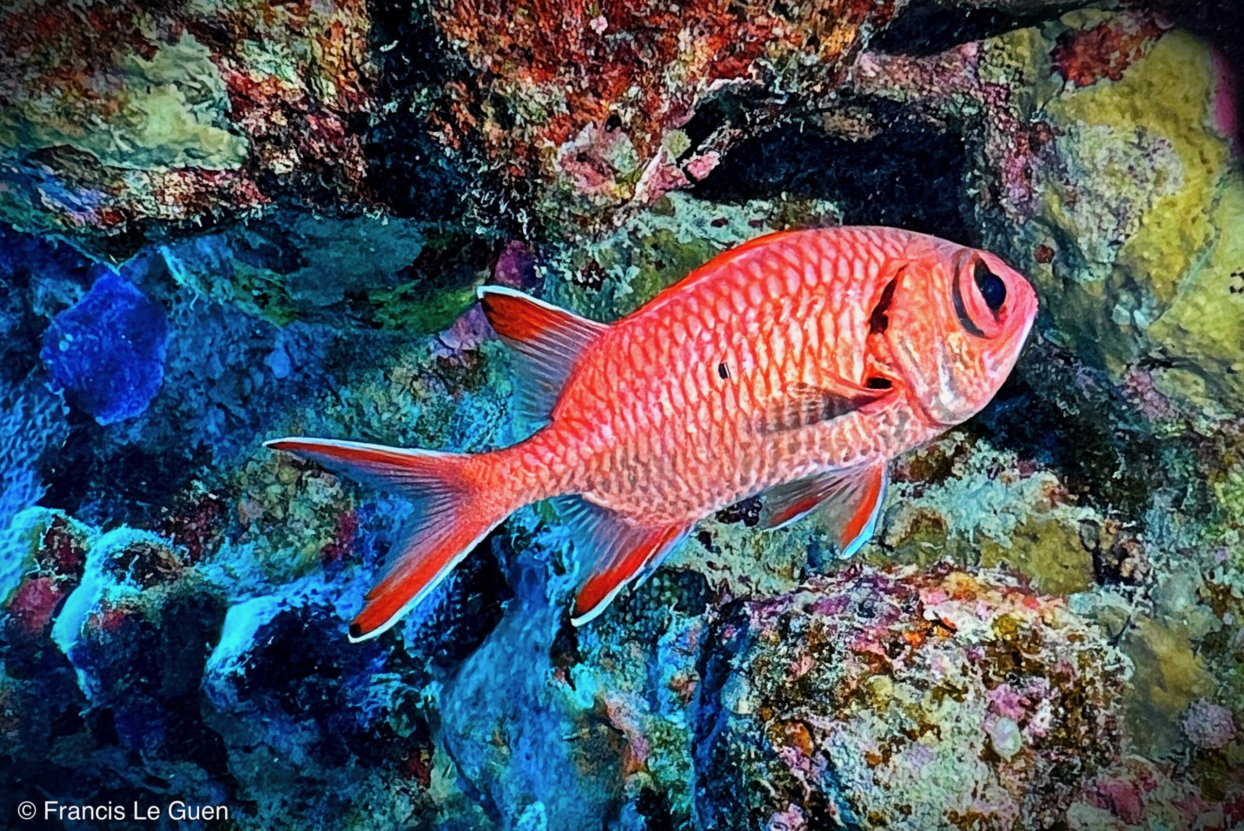 Wonderful Dive : Les plongées au Rohanou à El Qseir en Egypte - Egypte - image, détail, perspective