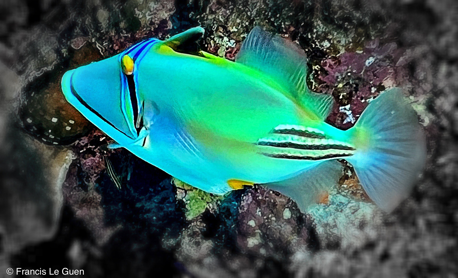 Wonderful Dive : nouveau centre de plongée francophone à Port Ghalib en Egypte - Egypte - image, création, netteté