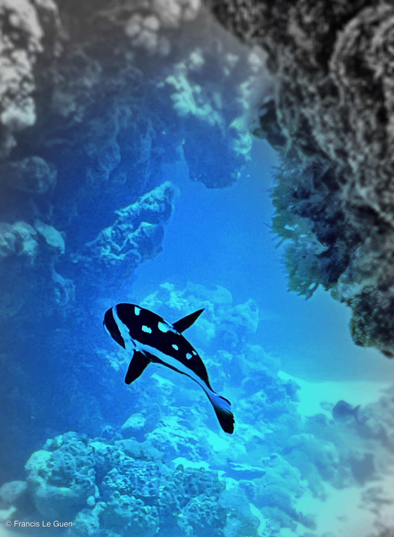 Wonderful Dive : nouveau centre de plongée francophone à Port Ghalib en Egypte - Egypte - image, création, netteté