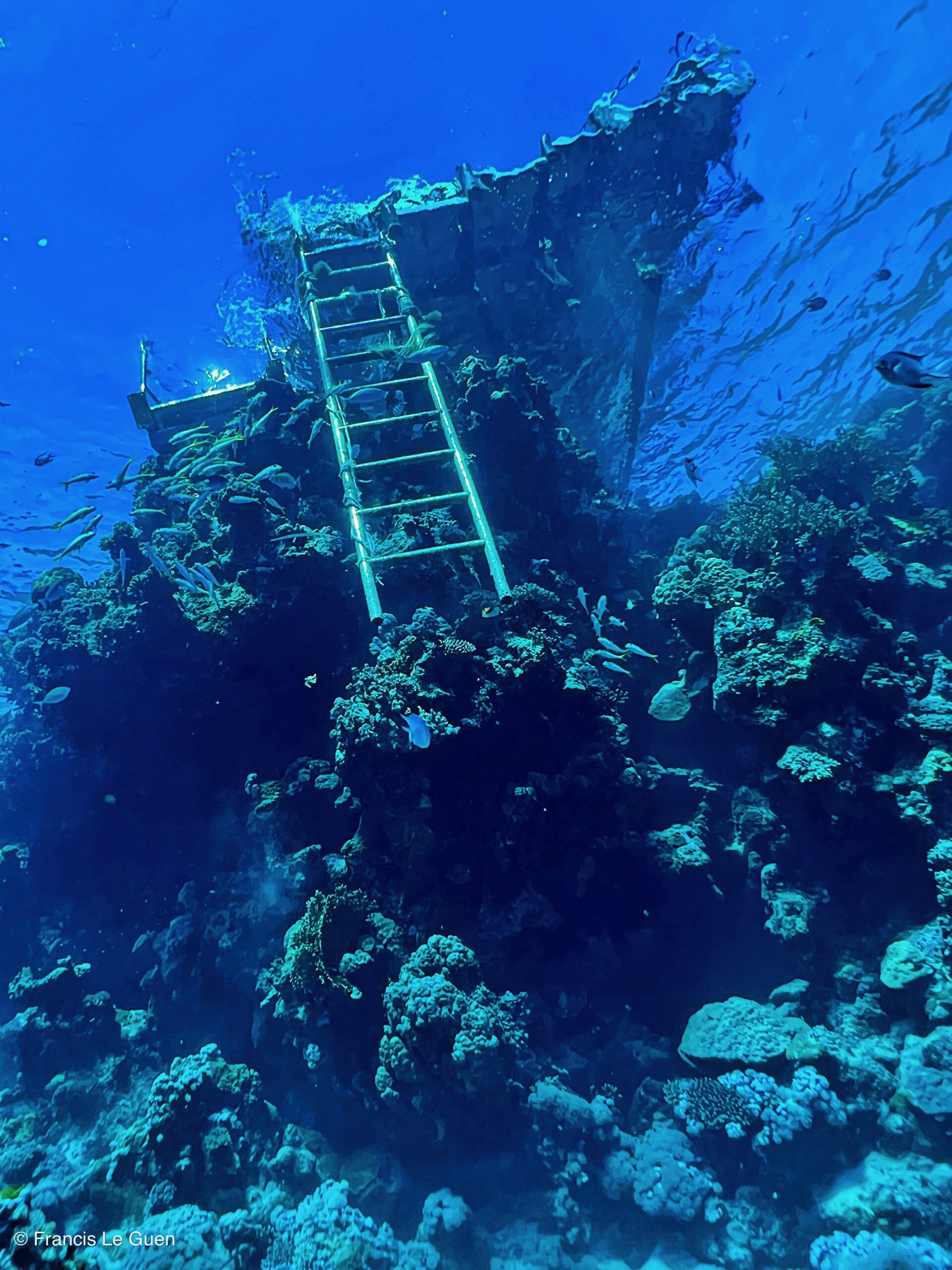 Wonderful Dive : nouveau centre de plongée francophone à Port Ghalib en Egypte - Egypte - image, création, netteté