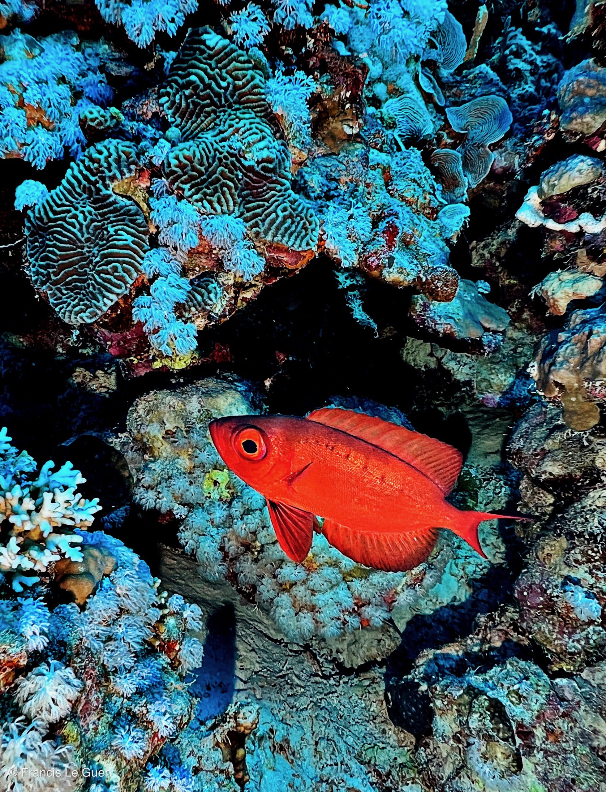Wonderful Dive : nouveau centre de plongée francophone à Port Ghalib en Egypte - Egypte - image, création, netteté