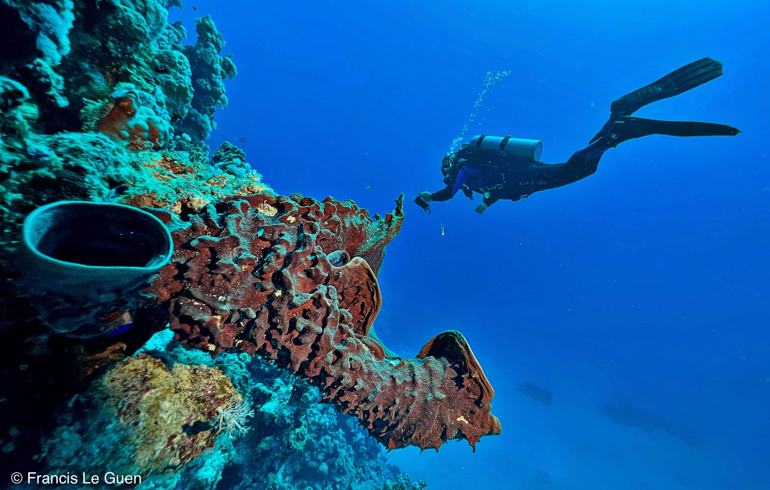 Wonderful Dive : nouveau centre de plongée francophone à Port Ghalib en Egypte - Egypte - image, création, netteté