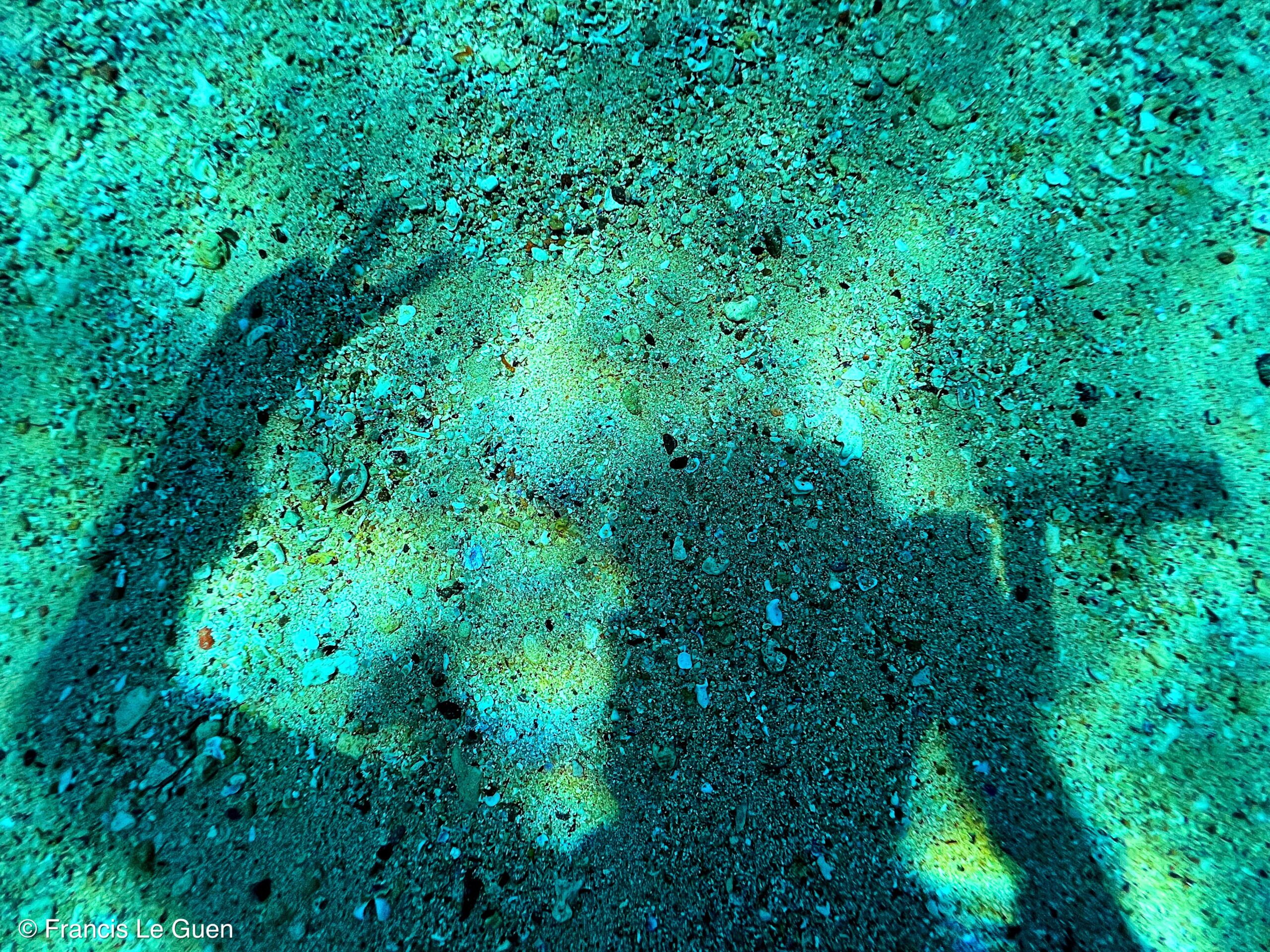 Wonderful Dive : nouveau centre de plongée francophone à Port Ghalib en Egypte - Egypte - image, création, netteté