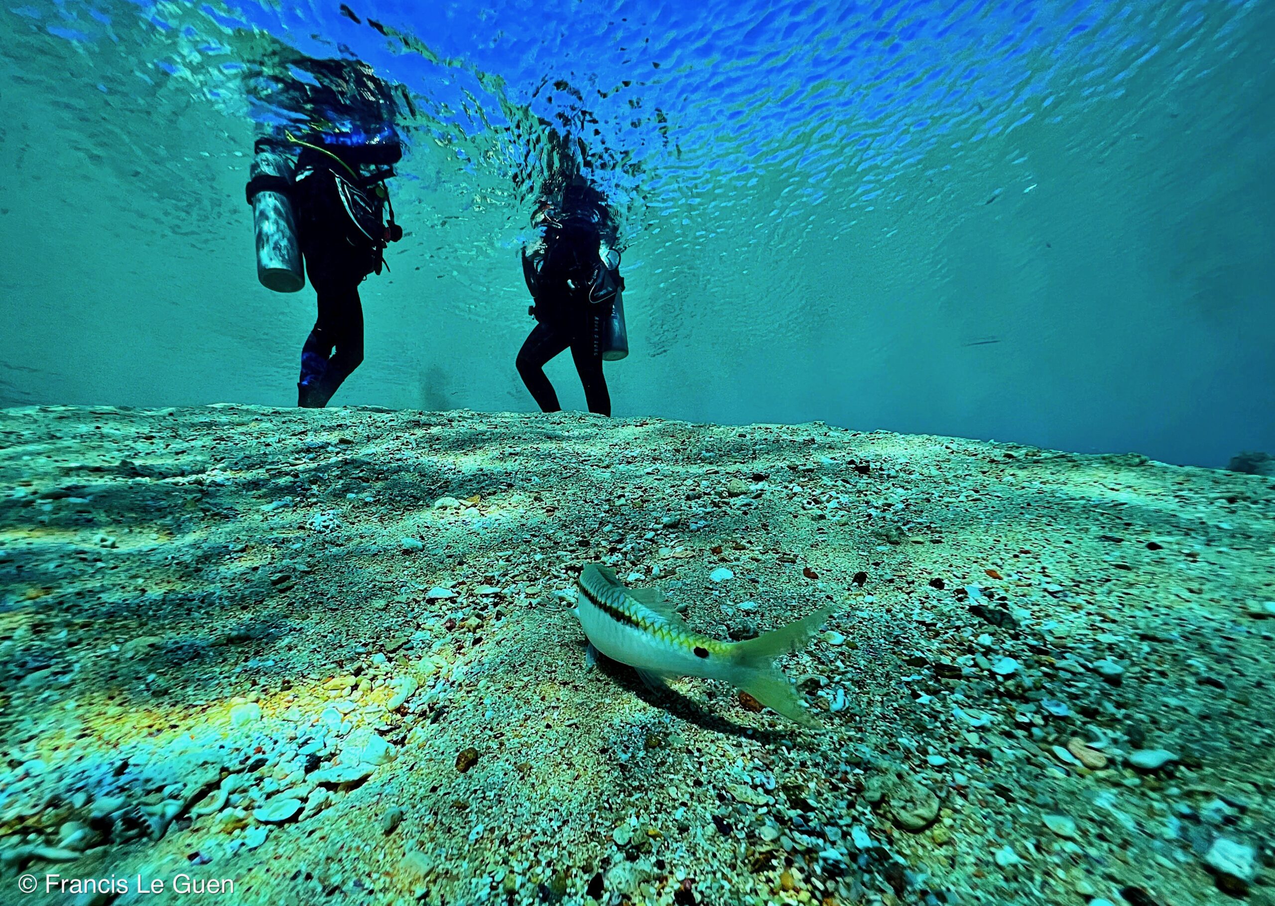 Wonderful Dive : nouveau centre de plongée francophone à Port Ghalib en Egypte - Egypte - image, création, netteté