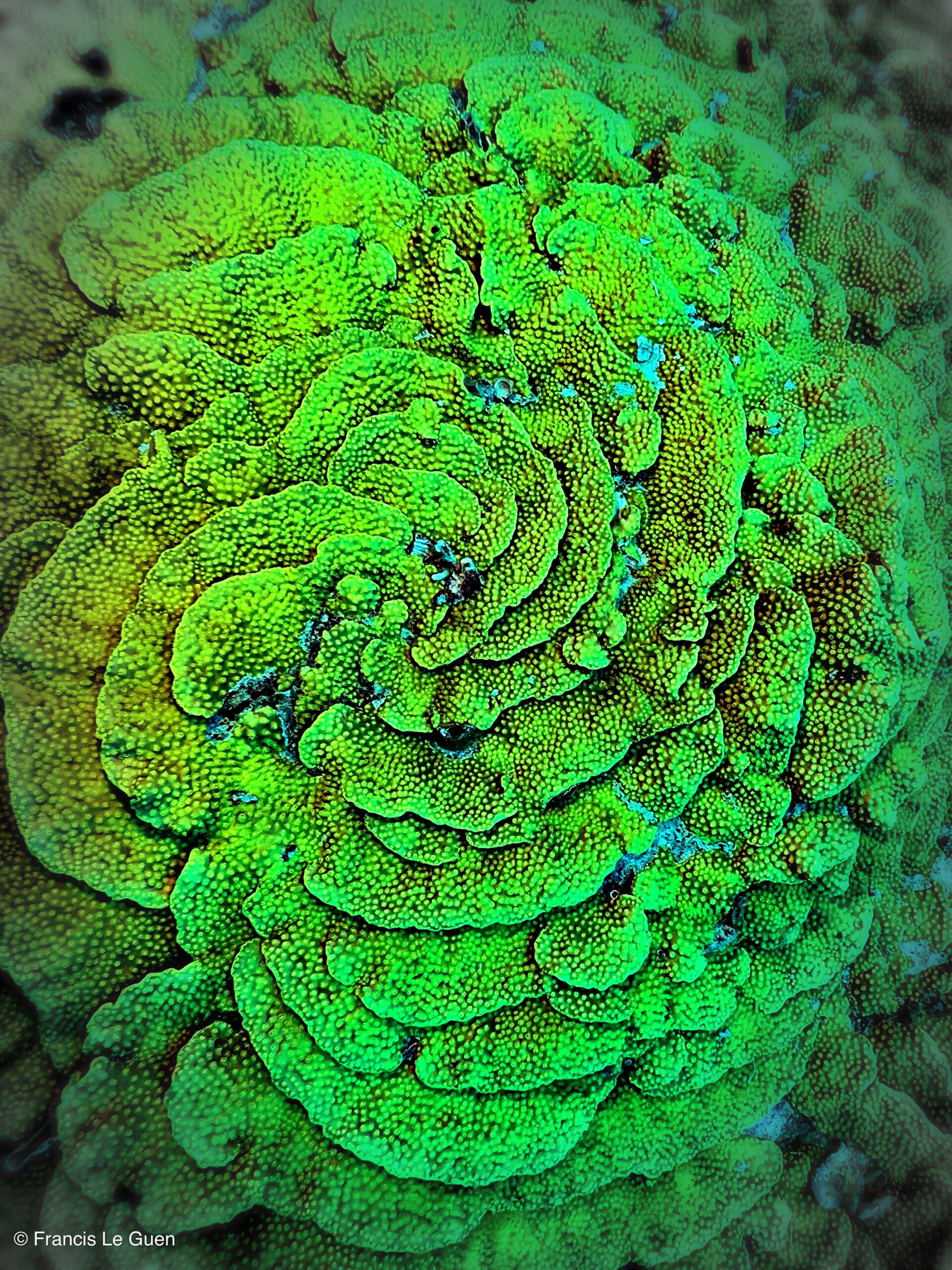 Wonderful Dive : nouveau centre de plongée francophone à Port Ghalib en Egypte - Egypte - image, création, netteté