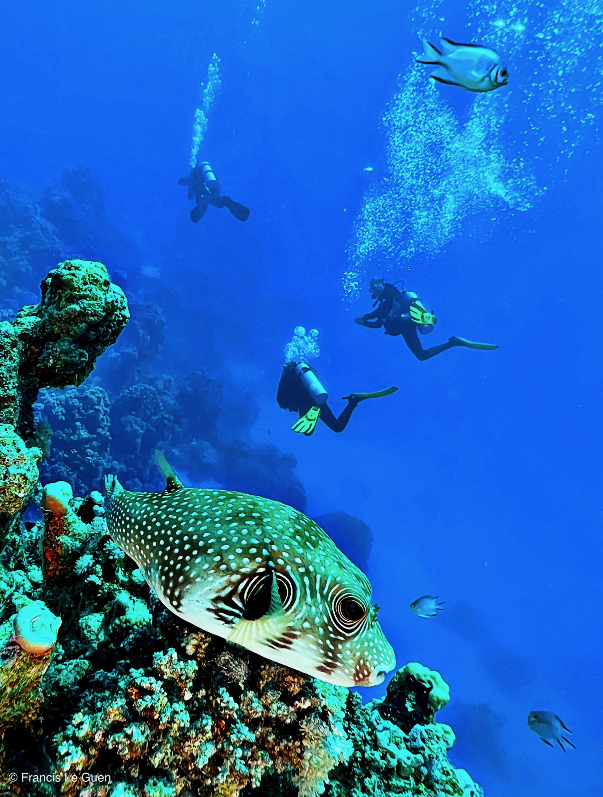 Wonderful Dive : nouveau centre de plongée francophone à Port Ghalib en Egypte - Egypte - image, création, netteté