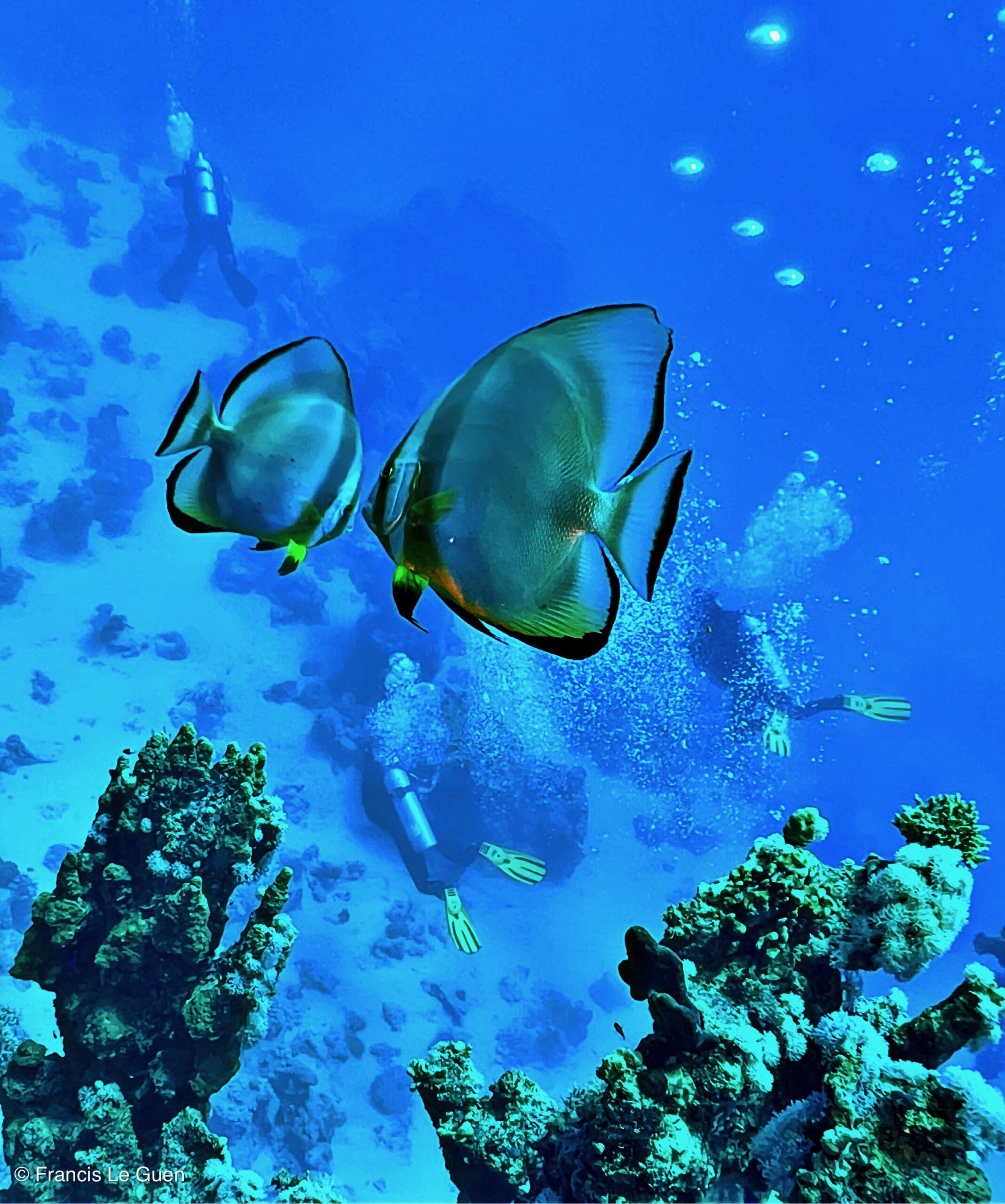 Wonderful Dive : nouveau centre de plongée francophone à Port Ghalib en Egypte - Egypte - image, création, netteté