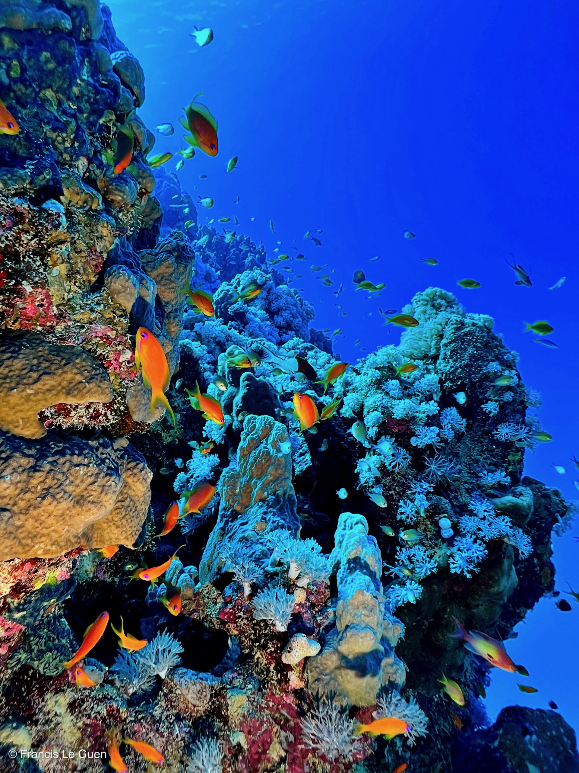 Wonderful Dive : nouveau centre de plongée francophone à Port Ghalib en Egypte - Egypte - image, création, netteté