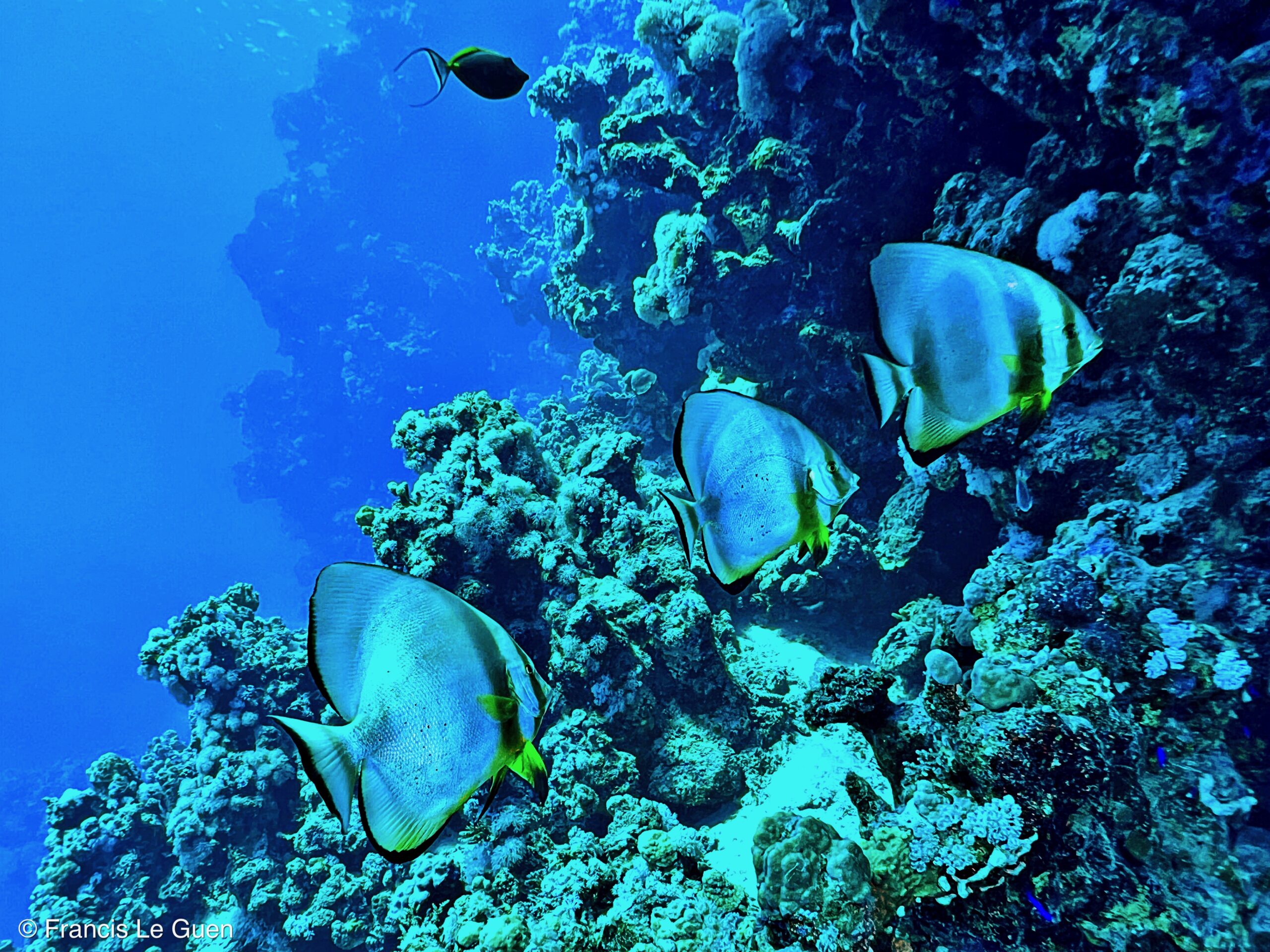Wonderful Dive : nouveau centre de plongée francophone à Port Ghalib en Egypte - Egypte - image, création, netteté