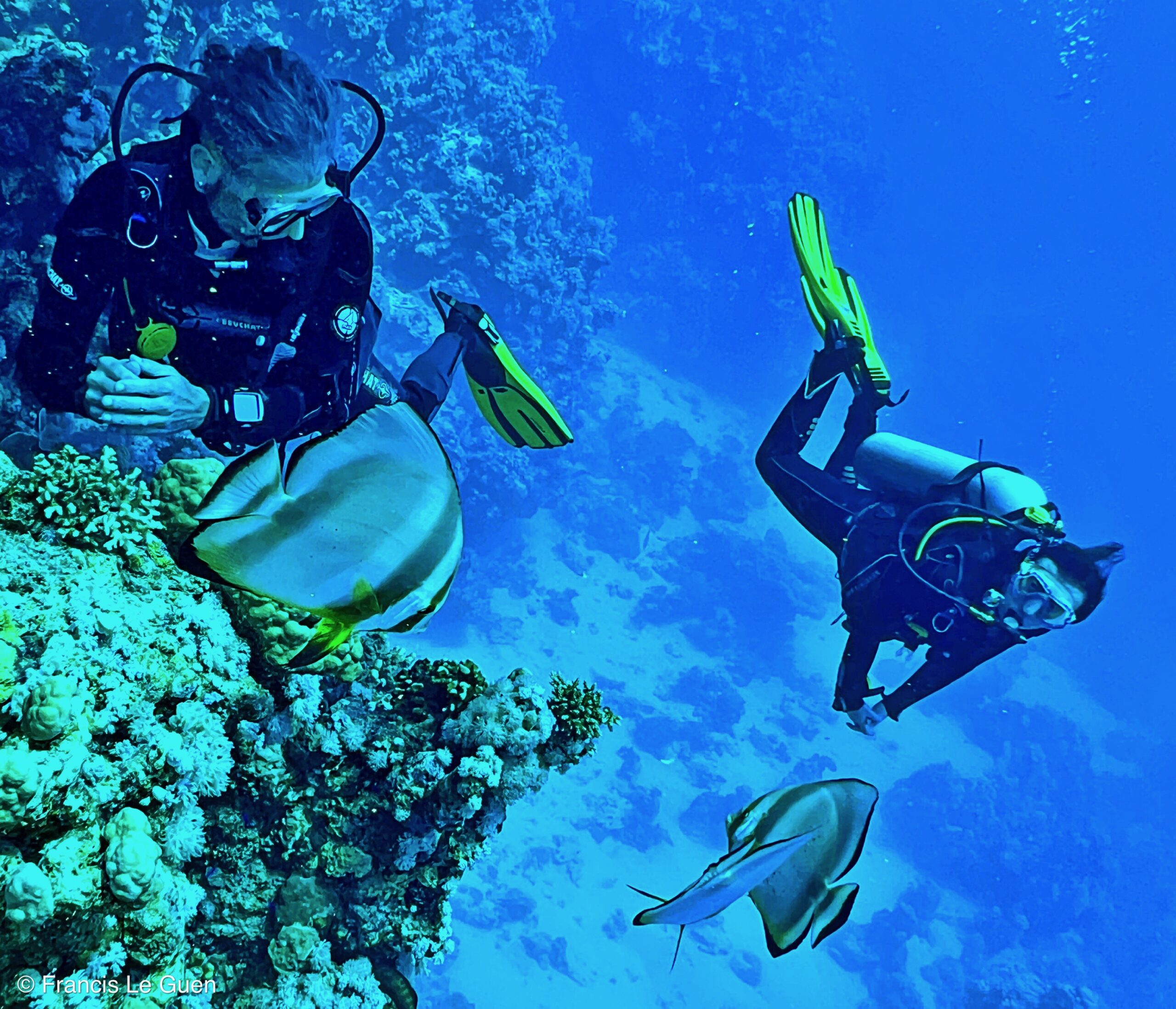 Wonderful Dive : nouveau centre de plongée francophone à Port Ghalib en Egypte - Egypte - image, création, netteté