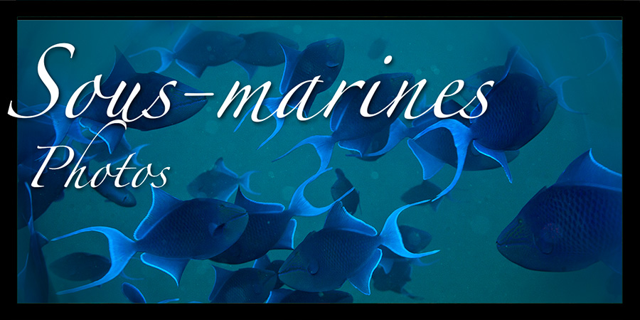 Cate?gorie photos sous-marines