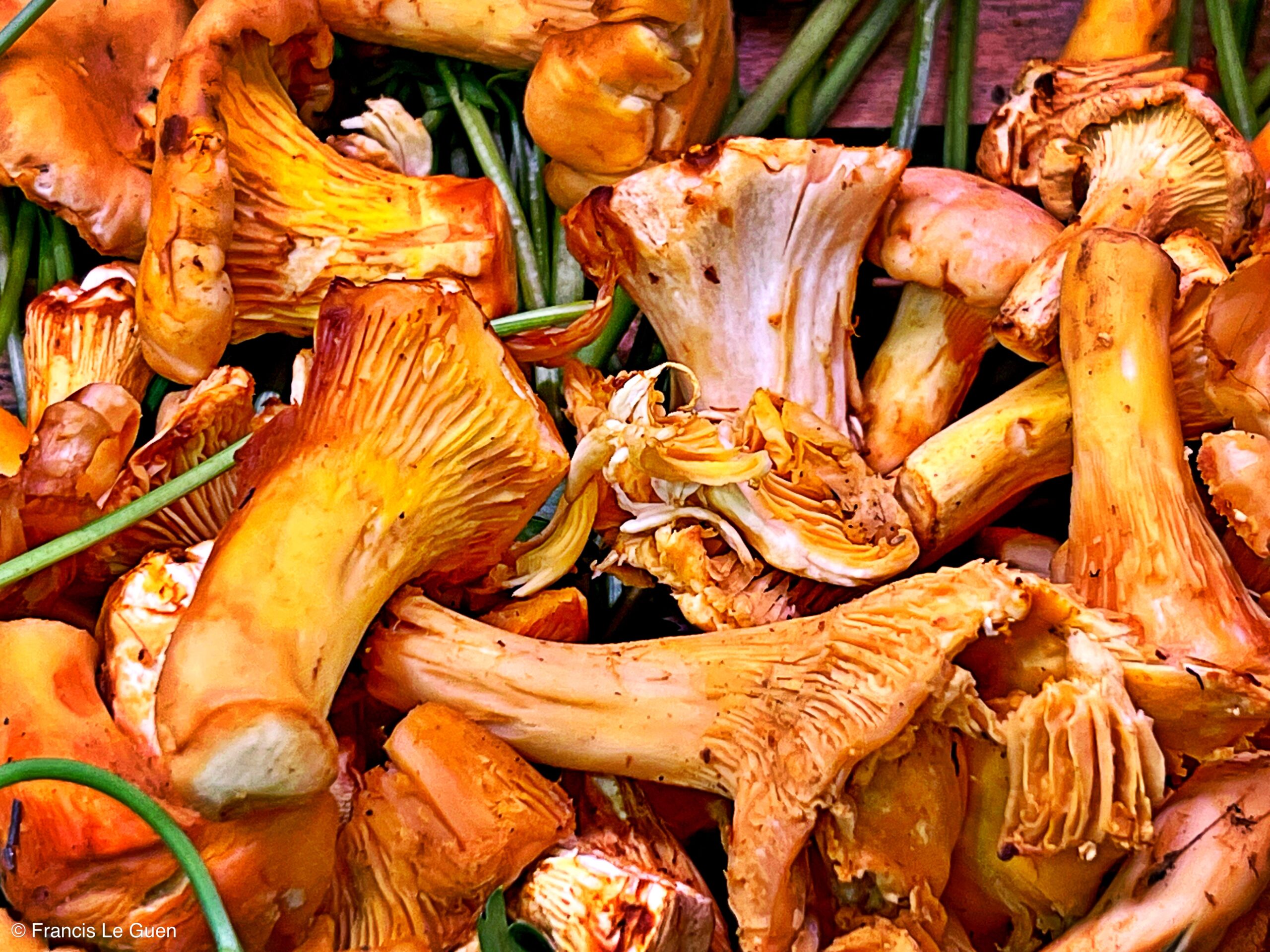 Les vergers de Mazargues - Marseille - Marseille - Marseille, urban, bouillabaisse