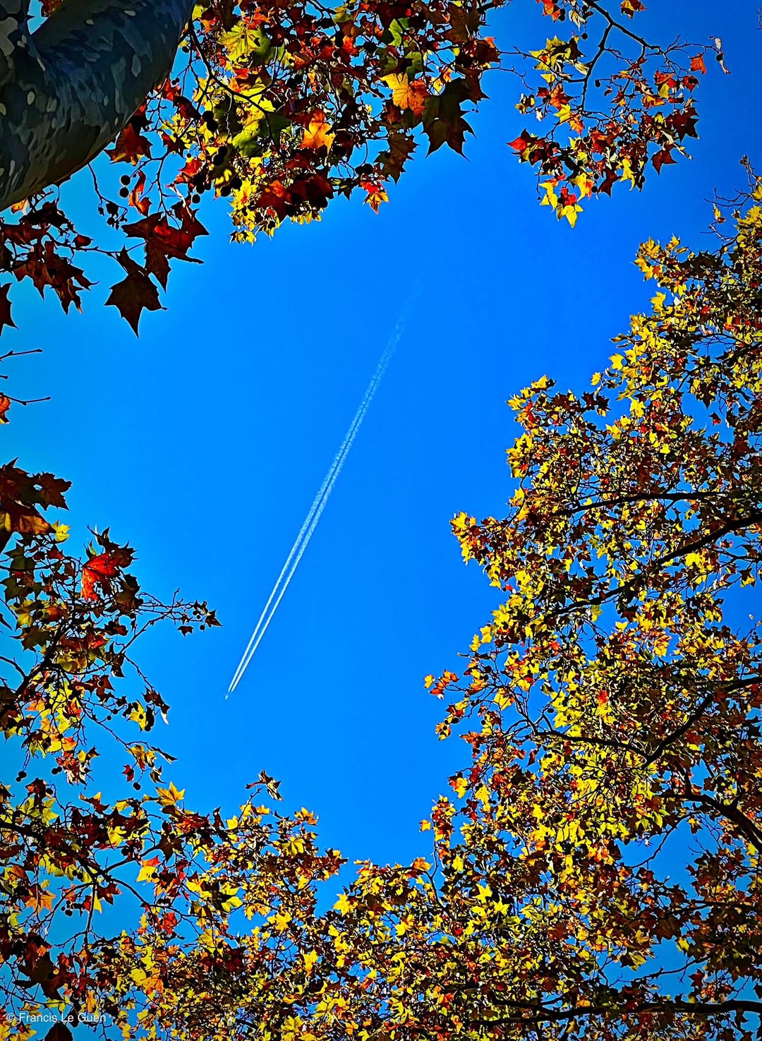 Choses vues. Novembre 2025 - Choses vues - surprise, beauté, réalité