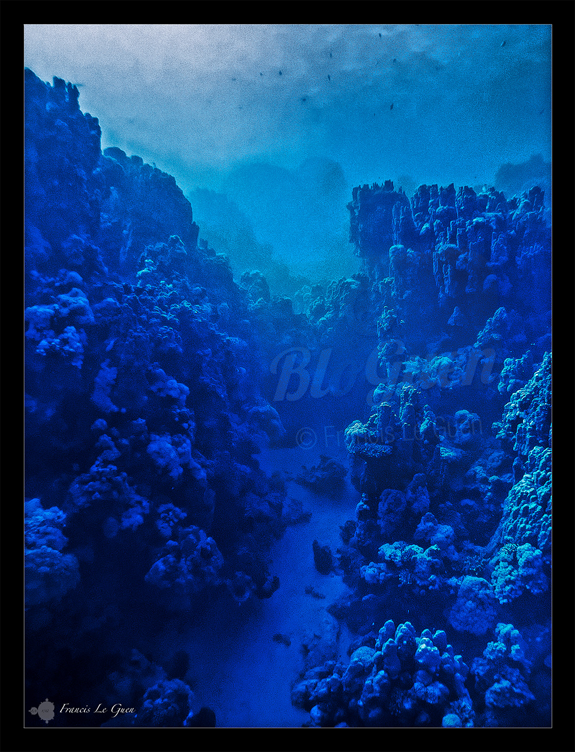 Port Ghalib. Corail bleu. Photo sous-marine Francis Le Guen