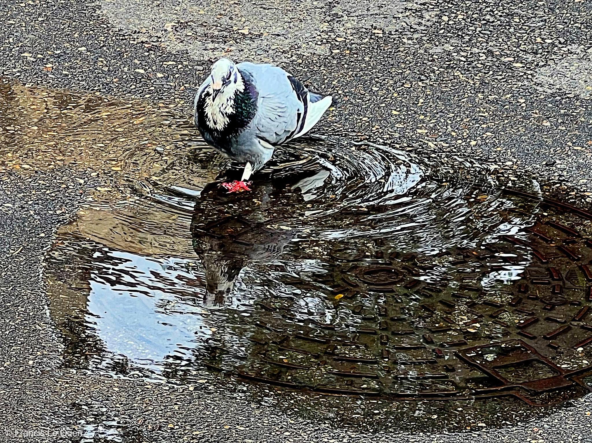 Choses vues pigeon