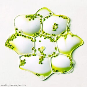 Alchimie du vivant : les chloroplastes