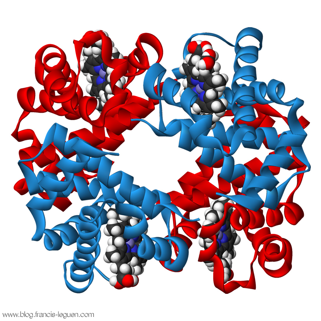 Alchimie du vivant hemoglobine